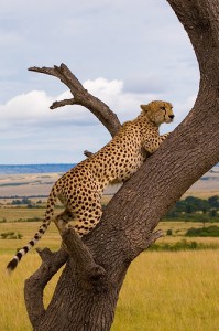 Cheetah on the hunt